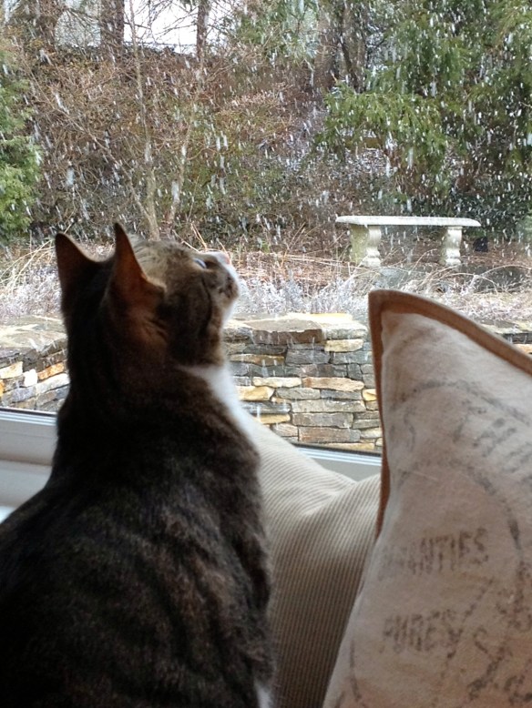 cat watching snow