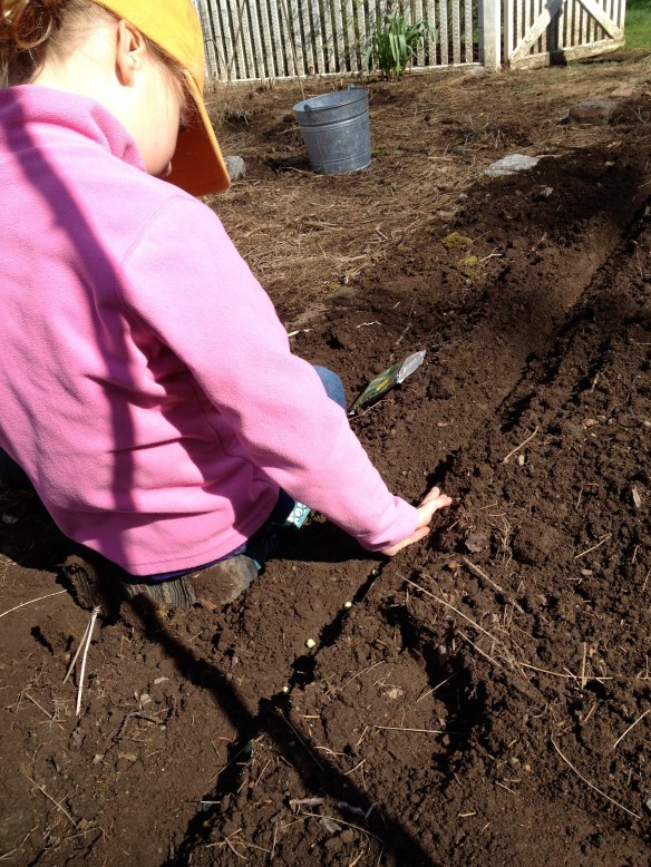 planting peas in garden