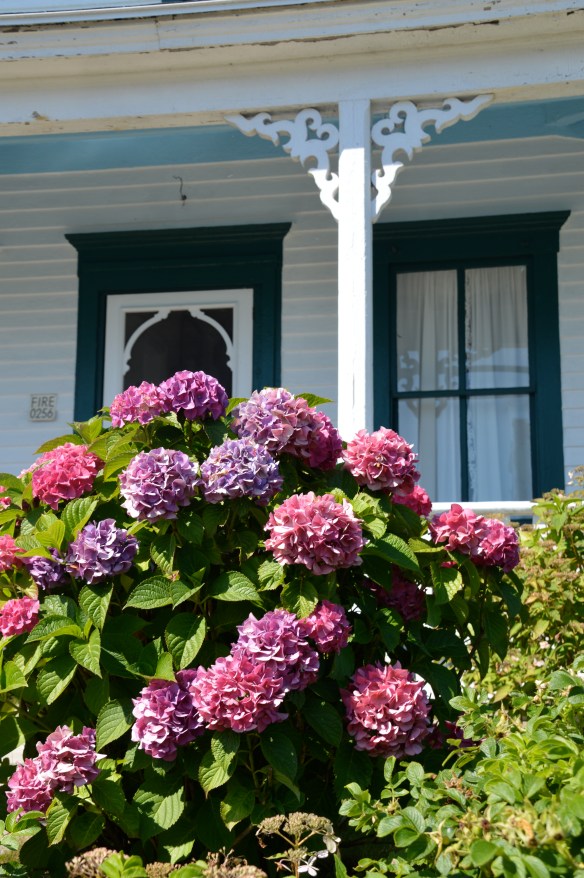 Hydrangeas + Victorian architecture = Very Block Island