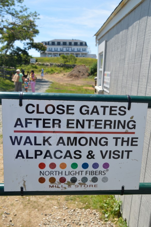 This year we visited the new-ish Northlight Fibers and met the resident alpacas.