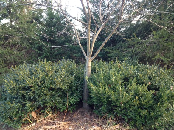 A half-circle of 'Green Velvet' boxwood surround a 'Prairie Fire' crab apple tree.