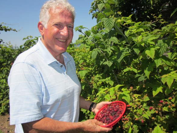 Dad picking pie-perfect Cascade berries - a  blackberry cultivar - from his backyard garden.